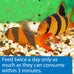 API Bottom Feeder Pellets with Squid Fish Food 4.0-Ounce Container for Optimal Nutrition