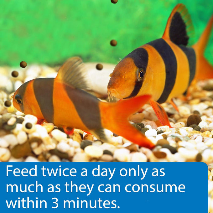 API Bottom Feeder Pellets with Squid Fish Food 4.0-Ounce Container for Optimal Nutrition