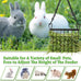 sangle sophfy rabbit hay feeder small animal feeding set with 350ml water bottle