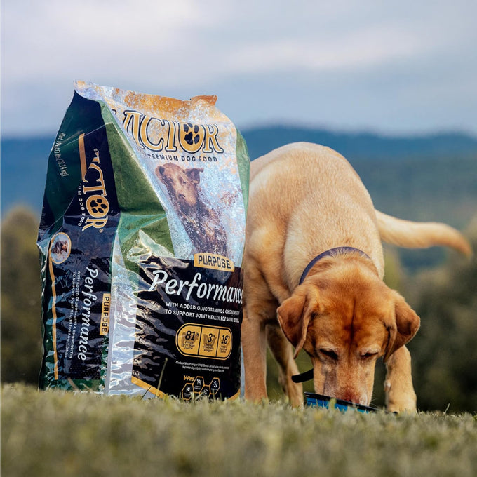 VICTOR Super Premium Dog Food – Performance Dry Dog Food from Beef, Chicken and Pork Meal – 26% Protein for Active Adult Dogs – Includes Glucosamine and Chondroitin for Hip and Joint Health, 40lbs