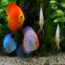Aquatic Foods premium tropical fish flakes for cichlids, tetras, goldfish, and livebearers with 2-type pellet mix and 4-type wafers