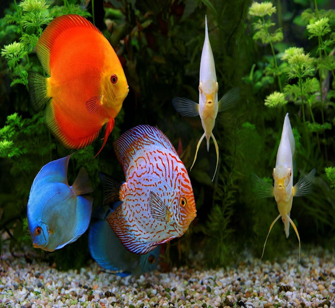 Aquatic Foods premium tropical fish flakes for cichlids, tetras, goldfish, and livebearers with 2-type pellet mix and 4-type wafers
