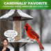 Nature Anywhere Safflower Bird Seed, 100% Pure Safflower Seed, Made in USA, No Fillers, Premium Wild Bird Food for Outside Feeders
