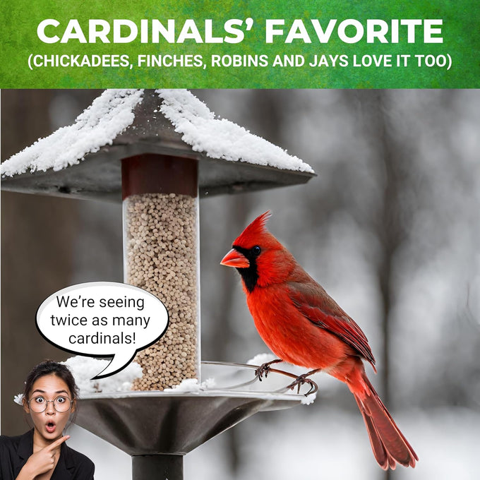 Nature Anywhere Safflower Bird Seed, 100% Pure Safflower Seed, Made in USA, No Fillers, Premium Wild Bird Food for Outside Feeders