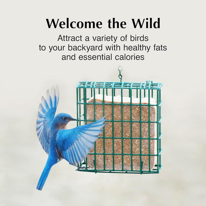 C&S high energy delight no melt suet dough pack of 8 for woodpeckers nuthatches chickadees.