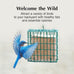 C&S high energy delight no melt suet dough pack of 8 for woodpeckers nuthatches chickadees.