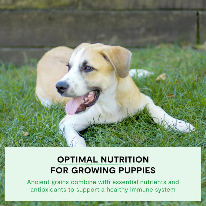 Open Farm Ancient Grains Dry Dog Food for Puppies, 4lb