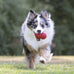 Kong classic red rubber stuffable dog toy for large dogs, treat-filling and erratic bounce
