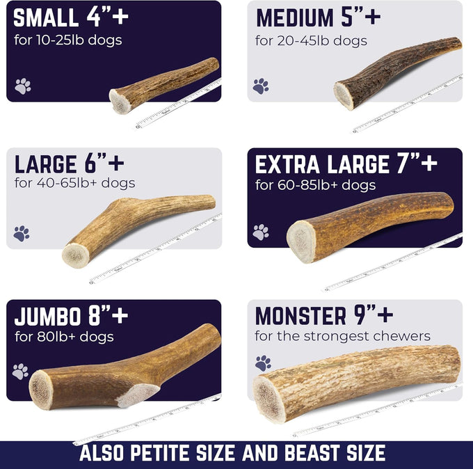 Devil Dog Pet Co. Medium 5+ USA Sourced Natural Elk Antler Dog Chew for Aggressive Chewers