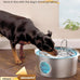 Big Cat stainless steel dog water fountain for large dogs - 7L, 236oz, 1.8G, indoor use