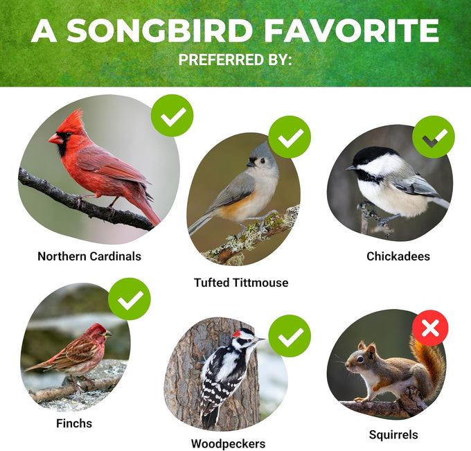 Nature Anywhere Safflower Bird Seed, 100% Pure Safflower Seed, Made in USA, No Fillers, Premium Wild Bird Food for Outside Feeders