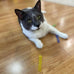3" colorful springs cat toys, 10-pack, multi-color, bouncy coils for indoor cats and kittens
