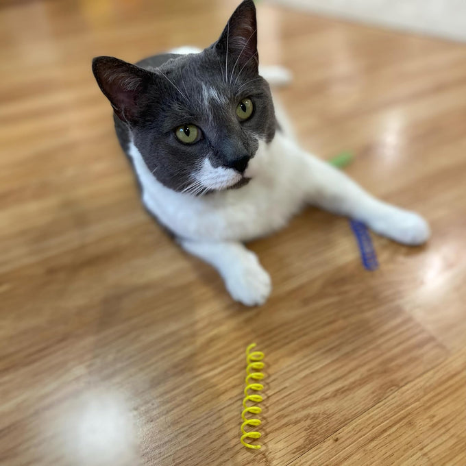 3" colorful springs cat toys, 10-pack, multi-color, bouncy coils for indoor cats and kittens
