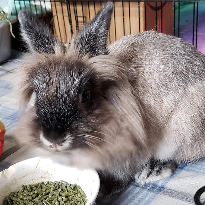 sherwood hay-based pellet rabbit food 4.5 lbs no wheat corn or soy for better digestion
