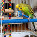 22-piece parakeet bird toy set with colorful bell and rattan balls, safe, non-toxic materials for small birds