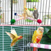 bird-stand-perch-toy-360-rotating-perch-for-parakeets-cockatiels-and-lovebirds