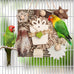 kyouki bird toys medium parakeet parrot conure hanging chewable cardboard foraging suitable budgies cockatiels lovebirds sun conures