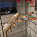 Natural Wooden Bird Ladder for Small Animal Exercise and Chewing Toy, 12.2 inches, Easy Installation