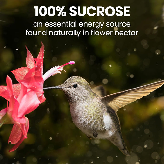 Perky-Pet 32 oz Hummingbird Nectar Concentrate for Feeders Makes 96 FL OZ Red Food Nectar