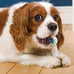 Hartz Chew 'n Clean Twisty Bone Dog Chew Toy, Bacon Scented, Extra Small for Moderate Chewers