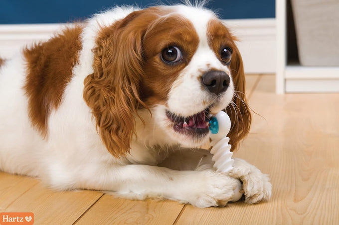 Hartz Chew 'n Clean Twisty Bone Dog Chew Toy, Bacon Scented, Extra Small for Moderate Chewers