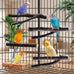 parakeet perch budgie perch wood stand fork toys multi-branch perch platform toy for small conures cockatiel parrotlet lovebird parrot finches