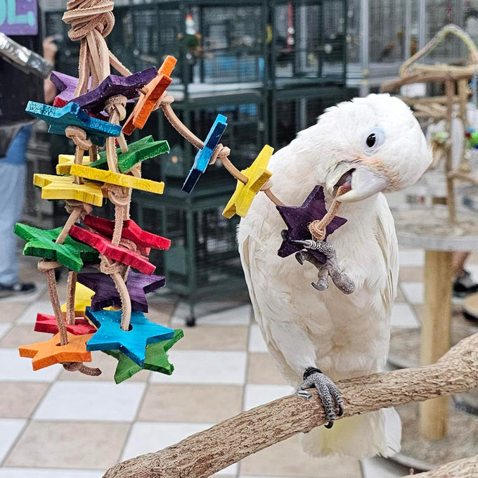 Wood stars & leather toy for small to medium parrots, bird toys for sun conures, green cheeked conures, cockatiels, and more