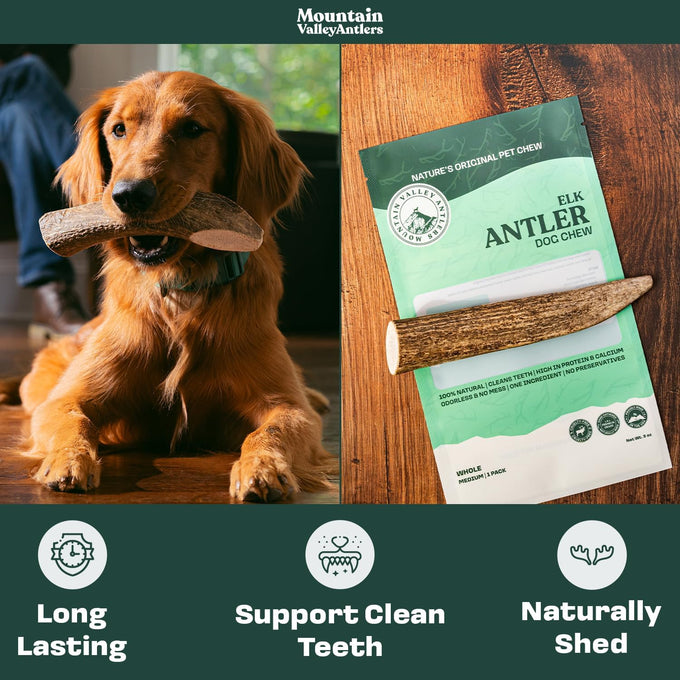 Mountain Valley Grade A Whole Large Elk Dog Antlers, 100% Natural & Organic, No Odor, No Mess, Long Lasting