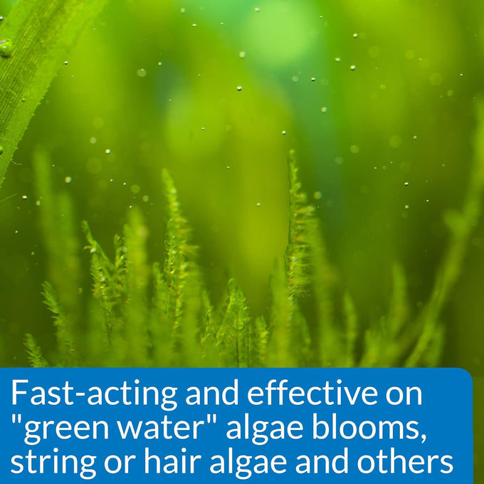 API AlgaeFIX Algae Control, 16-Ounce Bottle, Fast-Acting and Safe for Aquariums