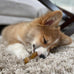 Nylabone chicken flavored teething ring bone toy for x-small puppies up to 15 lbs 1 count