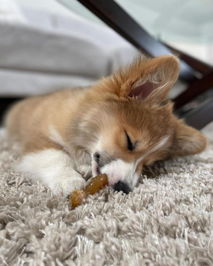 Nylabone chicken flavored teething ring bone toy for x-small puppies up to 15 lbs 1 count