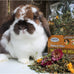 Exotic Nutrition Pasture Plus+ Dandelion Delicacy - Natural High-Fiber Dried Flower Treat for Herbivorous Small Pets