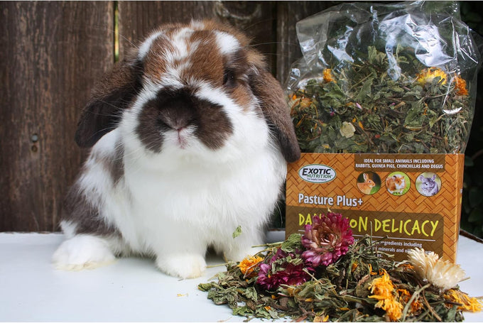 Exotic Nutrition Pasture Plus+ Dandelion Delicacy - Natural High-Fiber Dried Flower Treat for Herbivorous Small Pets
