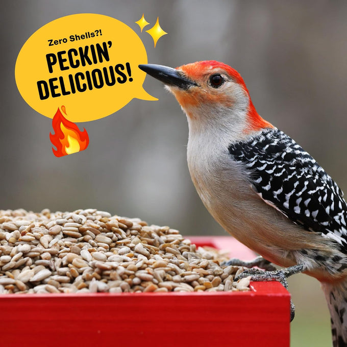 cool-birds-hearts-on-fire-hot-bird-seed-10-lb-100-hulled-sunflower-hearts-with-chili-pepper-oil