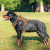 Beebiepet heavy duty tactical dog harness for small dogs, large, brown, no pull, adjustable, reflective