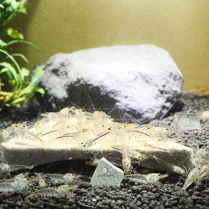 SunGrow Shrimp Rocks for Crayfish, Hermit Crab, Snails, Aquarium Decor, Crystal Red, Amano, Ghost Shrimps, Nano Tank Accessories