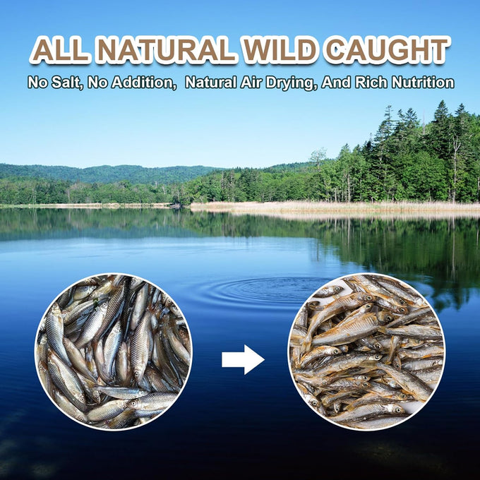Dried River Fish Minnows - High Protein Natural Food for Turtles, Bearded Dragons, Cats & Tropical Fish (5.5oz)
