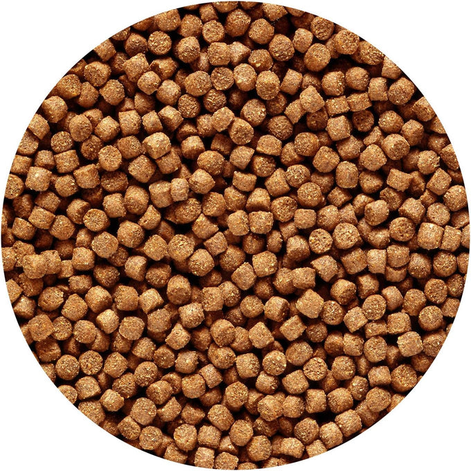 Hikari 12-Ounce Sinking Cichlid Gold Pellets for Small Pets, Color Enhancer, High Protein