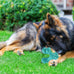Blue Indestructible Natural Rubber Bone Toy for Large Breed Aggressive Chewers Dogs, Durable and Easy Cleaning