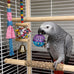 10-pack bird toys for conures, budgies, parakeets & small birds (1.5'' - 5.5'')