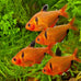 Aquatic Foods premium tropical fish flakes for cichlids, tetras, goldfish, and livebearers with 2-type pellet mix and 4-type wafers