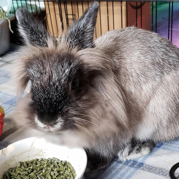 Sherwood Pet Health Adult Rabbit Food Timothy Hay Free-Choice 4.5lbs Hay-Based, Grain and Soy-Free for Digestion