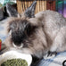 Sherwood adult rabbit food, 4.5 lbs, alfalfa timothy hay-based blend, grain and soy-free for digestive health
