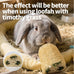 besnew natural loofah rabbit chew toys 100% edible for teeth health