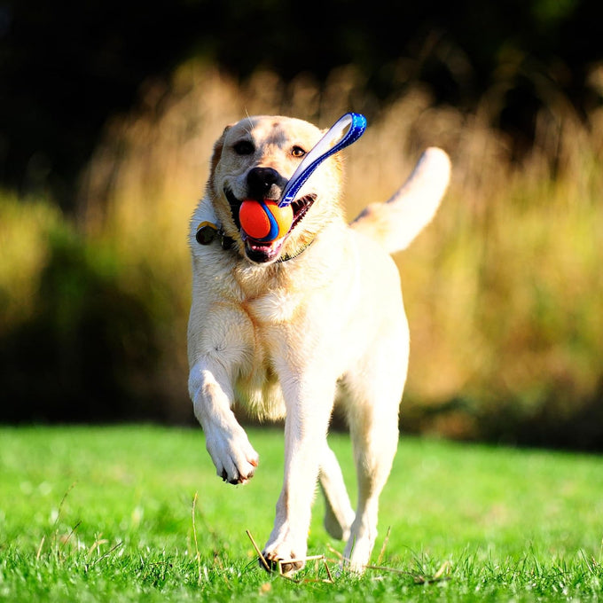 Chunky Chuckit! Ultra Tug Dog Toy, Medium, 20-60 pound dog fetch and tug toy with 2.5 inch ball