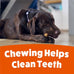 Purina Busy Bone Adult Dog Chew Treats Peanut Butter 10ct Pouch for Long Lasting Dental Care