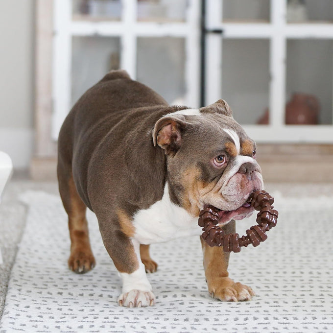 Nylabone Power Chew Toy Bundle for Large Dogs, up to 50 lbs, 3 Pack, Flavor Medley