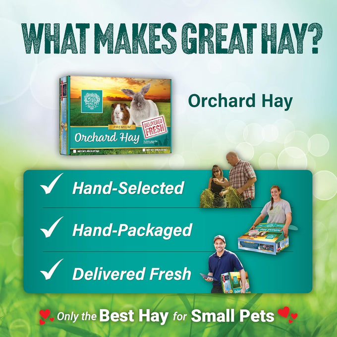 Small Pet Select premium US-grown orchard grass hay for rabbits, guinea pigs, and chinchillas, 10 LB bag