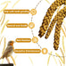 Jmxu's Natural Sun-Dried Spray Millet for Parakeets, Cockatiels, and Small Birds, 1 LB, 12.6 Inch Length