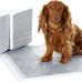 Amazon Basics 5-Layer Carbon Odor Control Dog Pee Pads, Regular Size, 22x22 Gray, 80 Count